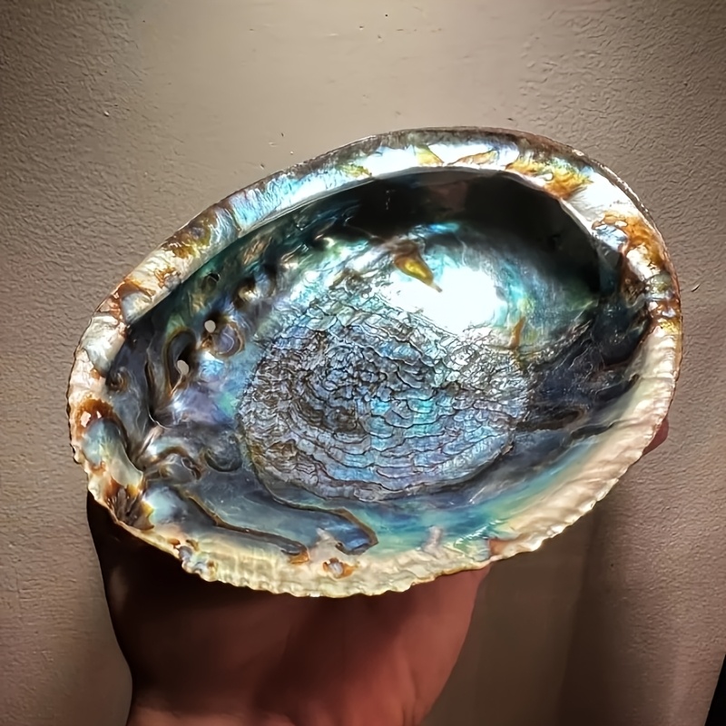 Abalone Shell Planters, Abalon - đánh giá và giá Outdoor Furniture Material